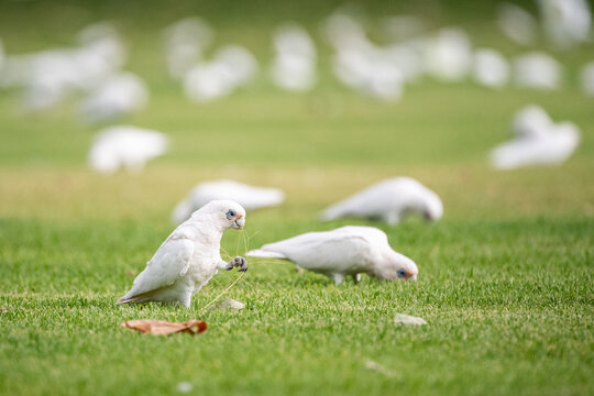 Corellas feeding on sporting field