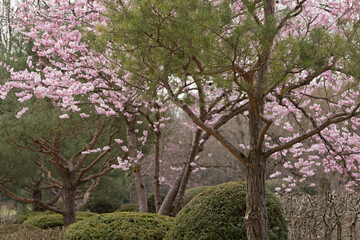 Fototapeta premium rosa blühende Bäume im Frühling