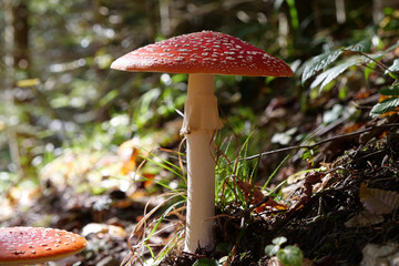 Big red fly agaric grows in autumn wood. Picturesque place in wood heart