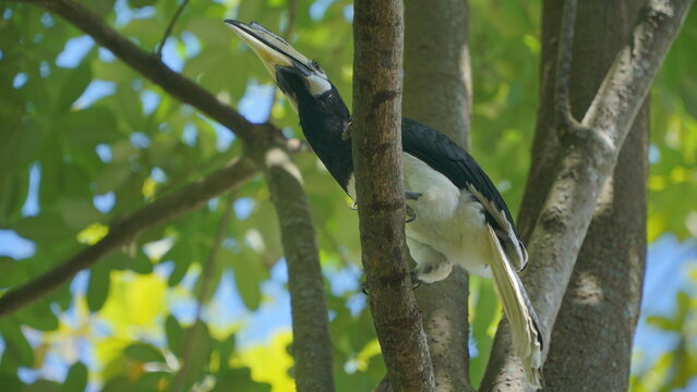 Hornbill bird perched on a tree branch - Bucerotidae