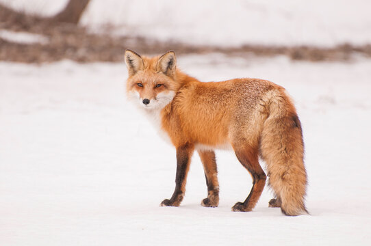 Portrait of a fox walking in the snow, Quebec, Canada