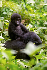Baby gorilla, gorilla berengei berengei, on the back of his mother in the undergrowth of Bwindi Impenetrable Forest, Uganda.