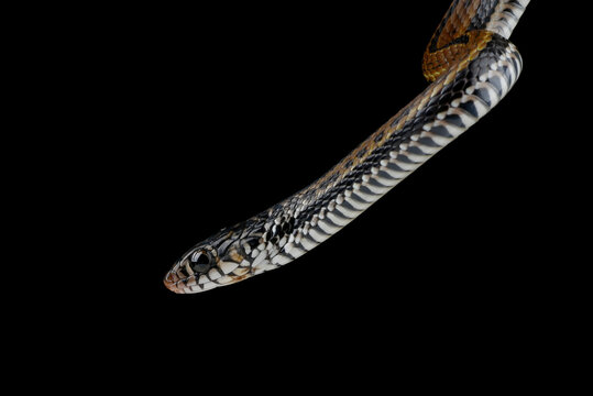 Close-up of a painted keelback (Xenochrophis cerasogaster) against a black background, Indonesia