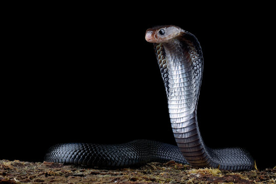 Close-up of a Javanese spitting cobra ready to strike, Indonesia