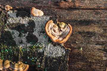 fungus on a tree trunk. tree trunk background with fungus. mushroom grows on a tree