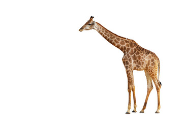 Giraffe walking isolated on transparent background. Clipping path