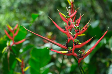 Close up red banana plant flower. Selective focus. Open space area.