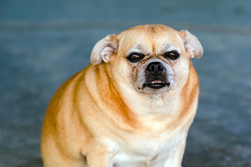 Fat brown old dog sit in front of the door and waiting for his owner to come home. Lonely cute dog resting on cement floor and looks sad eyes. Lazy dog relaxing. Lifestyle of elderly pet at home.