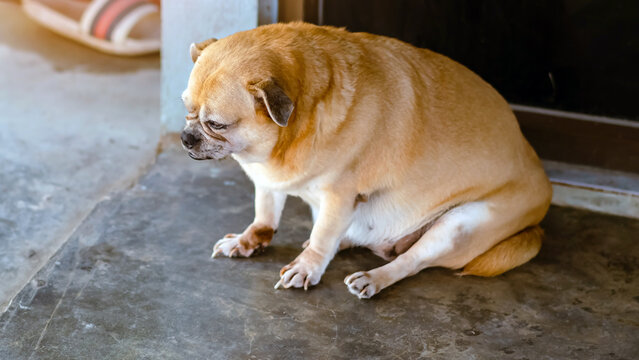 Fat brown old dog sit in front of the door and waiting for his owner to come home. Lonely cute dog resting on cement floor and looks sad eyes. Lazy dog relaxing. Lifestyle of elderly pet at home.