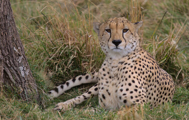 portrait of cheetah sitting alert in grass in the wild savannah of the masai mara, kenya