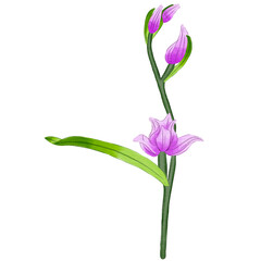 Single Bloom Purple Tulip Branch