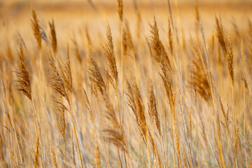 Cañizar al amanecer