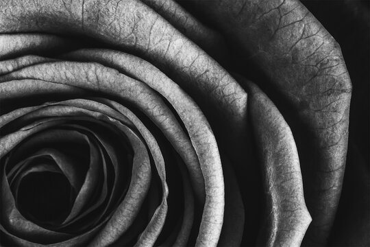 rose flower close-up black and white photo, shallow depth of field