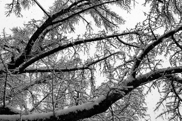 Branches of an old tree covered with snow on a cold winters day with snowfall and flakes in Sauerland Germany. Frosted twigs isolated on white misty and foggy background. Black and white greyscale.