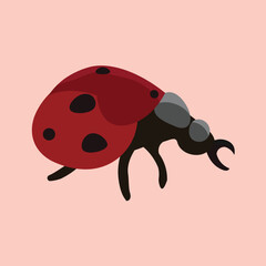 Ladybug