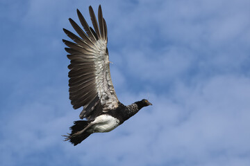 Obraz premium Flying Horned Screamer (Anhima cornuta), Manu National Park cloud forest, Peru