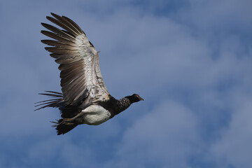 Flying Horned Screamer (Anhima cornuta), Manu National Park cloud forest, Peru
