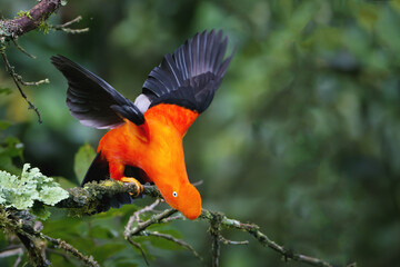 Male Andean cock-of-the-rock (Rupicola peruviana) with open wings, Manu National Park cloud forest, Peruvian national bird, Peru, South America