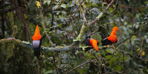 Group of male Andean cock-of-the-rock (Rupicola peruviana) in the Manu National Park cloud forest, Peruvian national bird, Peru, South America