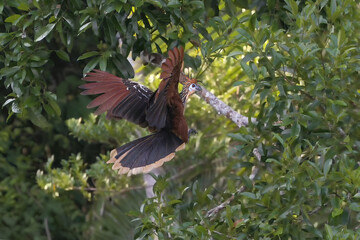 Hoatzin or Andean Coot (Opisthocomus hoazin) in flight, Manu National Park cloud forest, Peru