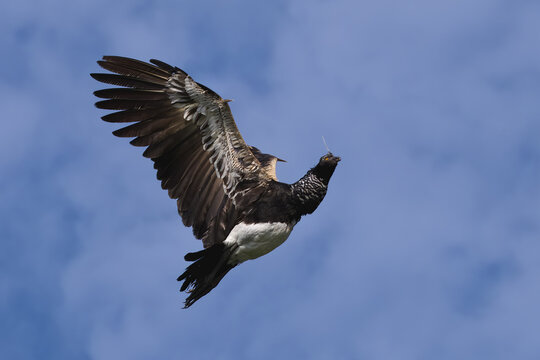 Flying Horned Screamer (Anhima cornuta), Manu National Park cloud forest, Peru