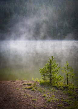 Two small pine trees growing in the mist on the shore of Lake Lemolo, Oregon, USA