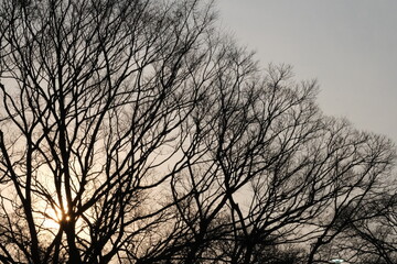 沈む夕日に木のシルエットを空に映して
