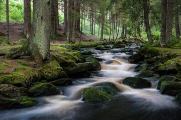 creek in the forest of sumava