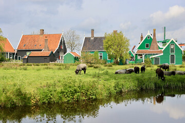 Sheeps grazing near traditional old country farm house in the museum village of Zaanse Schans, Holland, The Netherlands. 