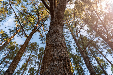 bosque tropical de pinos canarios con un impresionante cielo azul