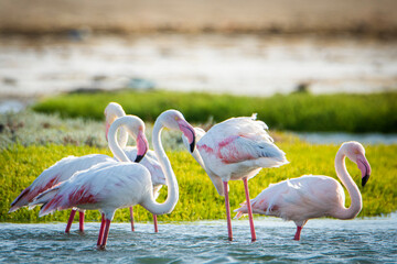 Beautiful Greather flamingos, Phoenicopterus roseus, in Luderitz, Namibia