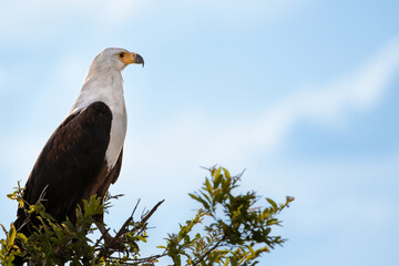 Closeup shot of an African Fish Eagle on top of tree under African sun