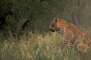 Beautiful shot of a Leopard in a green field during the day
