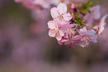 夕陽に染まる河津桜