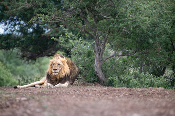 Distant shot of a majestic lion resting by a tree in a safari on a summer day