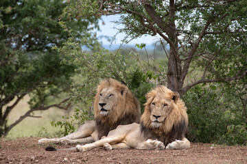 Distant shot of two majestic lions resting by a tree in a safari on a summer day