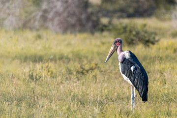 Closeup shot of a Marabou Stork in a field during the day