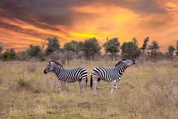 Beautiful shot of zebras in a field during the sunset