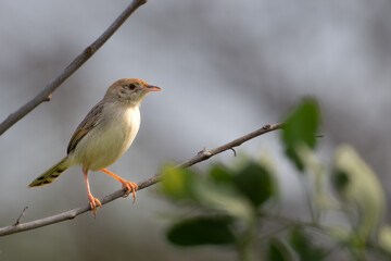 Closeup shot of a Rattling Cisticola on a branch with a blurred background
