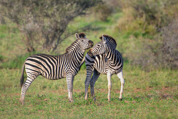 Fototapeta na wymiar Beautiful shot of zebras in a field during the day