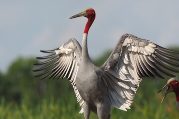 Eastern Sarus Crane (Grus antigone) which extinct in the wild in the 1980s in nature at Huay Jorrakaemak Reservoir Non-Hunting Area,Burirum,Thailand