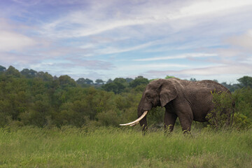Beautiful shot of a tusker Elephant in a green field during the day