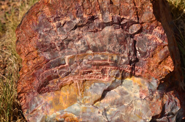 Ancient Petrified Tree Section