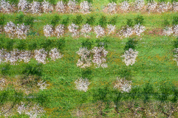 Bird's-eye view of blossoming cherry trees in Franconian Switzerland near Wannbach/Germany