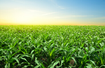 Fototapeta na wymiar Panoramic view of young corn field plantation with sunrise background.