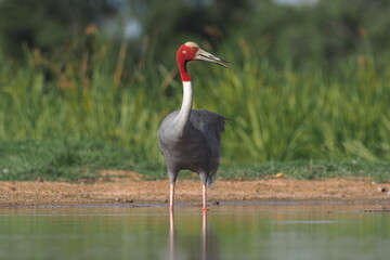 Eastern Sarus Crane (Grus antigone) which extinct in the wild in the 1980s in nature at Huay Jorrakaemak Reservoir Non-Hunting Area,Burirum,Thailand