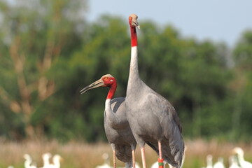 Eastern Sarus Crane (Grus antigone) which extinct in the wild in the 1980s in nature at Huay Jorrakaemak Reservoir Non-Hunting Area,Burirum,Thailand
