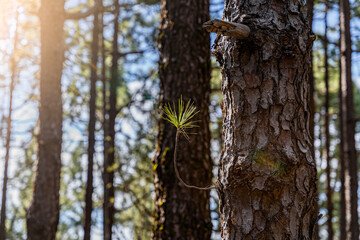 retoño creciendo del tronco de un pino dentro de un bosque tropical con el sol dando directamente en el objetivo de la cámara y causando un excelente destello