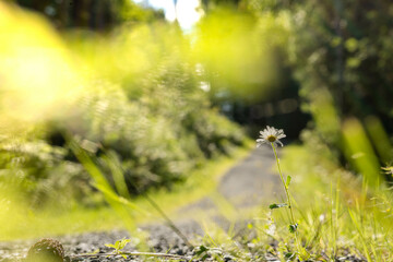 flower in the forest