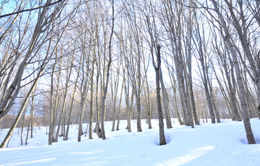 alberi spogli nel bosco dopo la nevicata